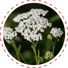 Yarrow Herb