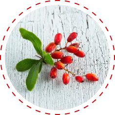 Berberine